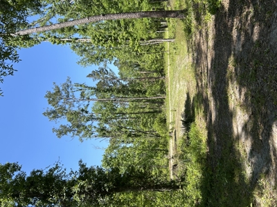 Four Acres Plus Utilities & Rv Hookup For Sale In Jasper, Fl - image 13