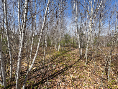 Off-Grid Log Cabin Retreat on 65± Acres - image 30