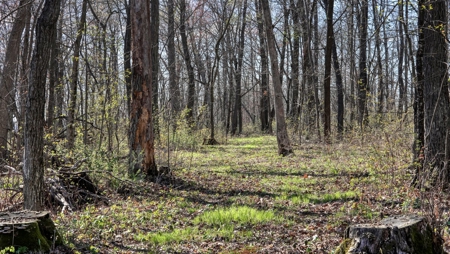 Premium 32+/- Acre Parcel in La Crosse County WI - image 6