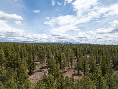 Secluded Log Home in Pines on 35 Private Acres - image 19