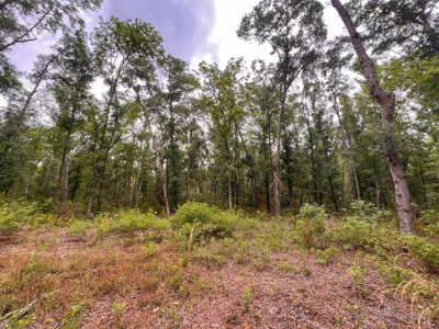 3 Acres of Vacant Land For Sale in Old Town, FL - image 5