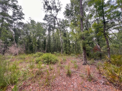 3 Acres of Vacant Land For Sale in Old Town, FL - image 7