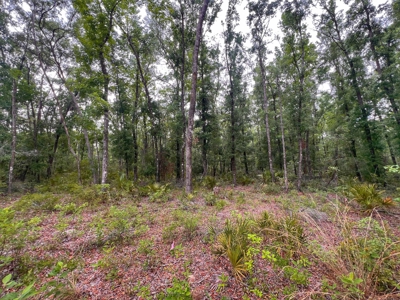 3 Acres of Vacant Land For Sale in Old Town, FL - image 4