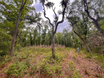 3 Acres of Vacant Land For Sale in Old Town, FL - image 3
