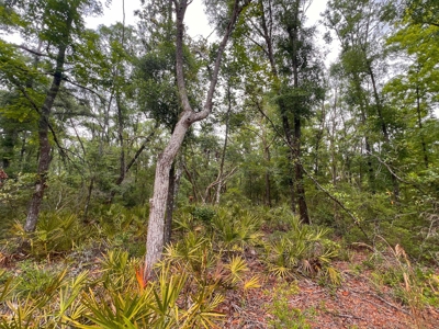 3 Acres of Vacant Land For Sale in Old Town, FL - image 8