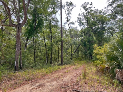 3 Acres of Vacant Land For Sale in Old Town, FL - image 6