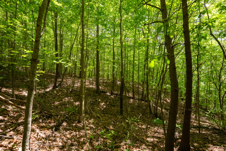 Lake Life Awaits on This Prime Lot in Lone Mountain Shores –TN - image 39