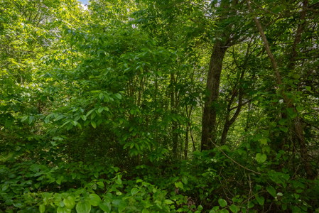 Lake Life Awaits on This Prime Lot in Lone Mountain Shores –TN - image 36