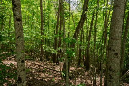 Lake Life Awaits on This Prime Lot in Lone Mountain Shores –TN - image 37