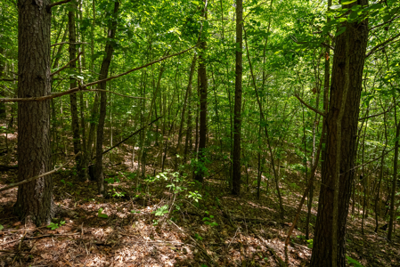 Lake Life Awaits on This Prime Lot in Lone Mountain Shores –TN - image 38