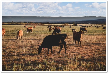 Montrose CO ranch for sale, farmland, vacant land for sale - image 7