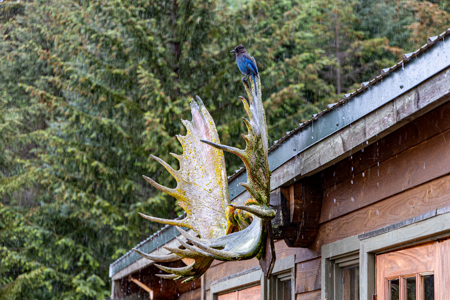 Cove Peaks Lodge - Alaska Oceanfront Lodge for Sale - image 36