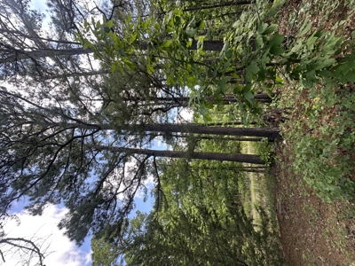 175 Acre Scenic Property For Sale Latimer County - image 48