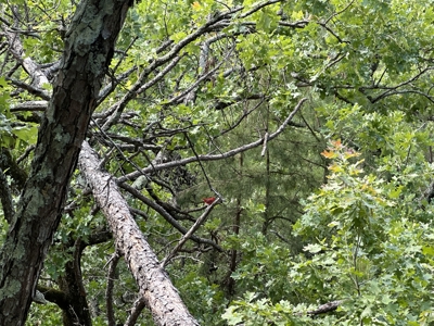 175 Acre Scenic Property For Sale Latimer County - image 33
