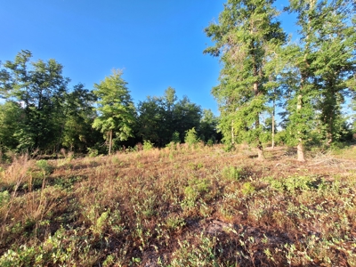 10 Acres With Well & Septic, Homestead Potential--O'Brien, Fl - image 7
