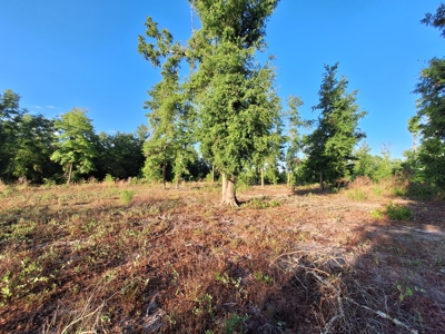 10 Acres With Well & Septic, Homestead Potential--O'Brien, Fl - image 6