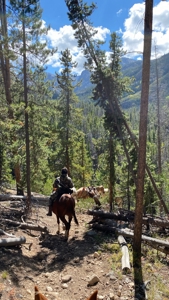 North Colorado Outfitting Business for sale (NO DEEDED PROPERTY) - image 8