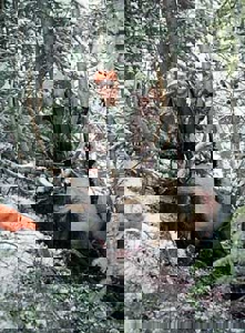 North Colorado Outfitting Business for sale (NO DEEDED PROPERTY) - image 22