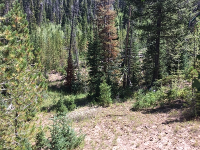 North Colorado Outfitting Business for sale (NO DEEDED PROPERTY) - image 20