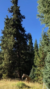 North Colorado Outfitting Business for sale (NO DEEDED PROPERTY) - image 7