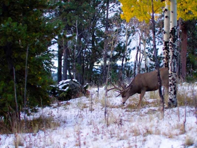 North Colorado Outfitting Business for sale (NO DEEDED PROPERTY) - image 21