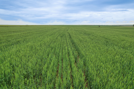 40 Acres for Sale, Bessie, Washita County, OK - image 9