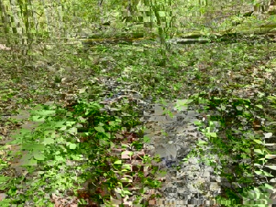 33.5 Acres for sale in Unicoi County, Tennessee - image 10