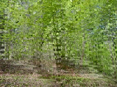 33.5 Acres for sale in Unicoi County, Tennessee - image 9