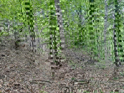 33.5 Acres for sale in Unicoi County, Tennessee - image 6