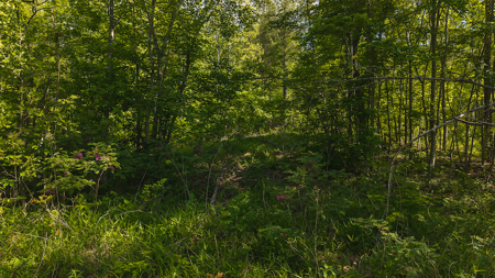 Wooded Tract for Sale in Woolwine VA - image 9