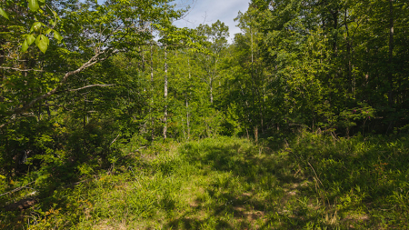 Wooded Tract for Sale in Woolwine VA - image 7
