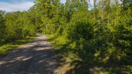 Wooded Tract for Sale in Woolwine VA - image 2