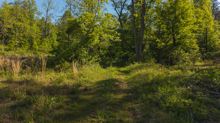 Wooded Tract for Sale in Woolwine VA - image 5