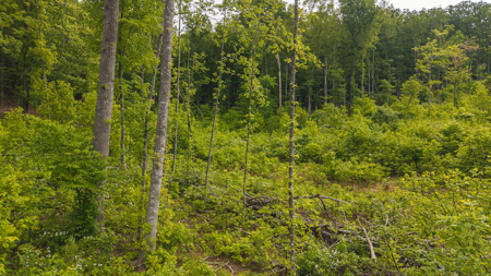 Wooded Tract for Sale in Woolwine VA - image 7