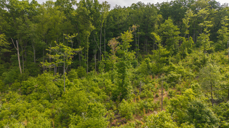 Wooded Tract for Sale in Woolwine VA - image 4