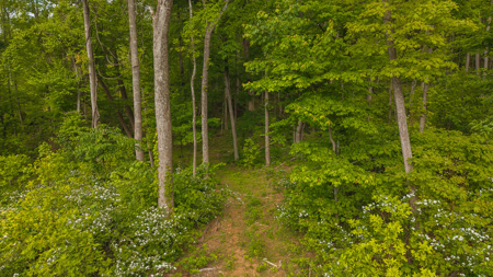 Wooded Tract for Sale in Woolwine VA - image 8