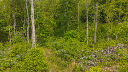Wooded Tract for Sale in Woolwine VA - image 6