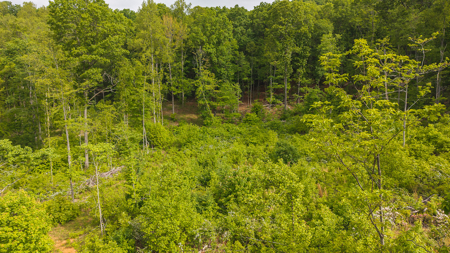 Wooded Tract for Sale in Woolwine VA - image 3