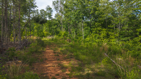 Offering #3 - Wooded Tract for Sale in Woolwine VA - image 9