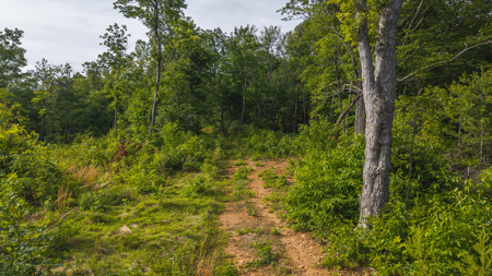 Offering #3 - Wooded Tract for Sale in Woolwine VA - image 15
