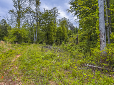 Offering #3 - Wooded Tract for Sale in Woolwine VA - image 2