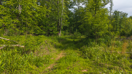 Offering #3 - Wooded Tract for Sale in Woolwine VA - image 7