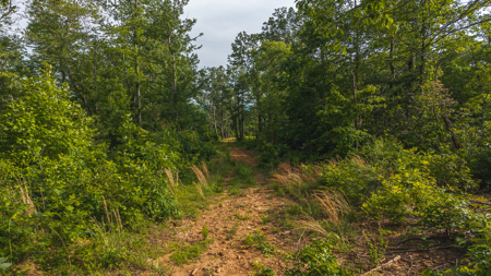Offering #3 - Wooded Tract for Sale in Woolwine VA - image 13