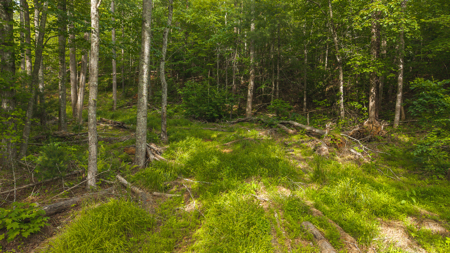 Offering #3 - Wooded Tract for Sale in Woolwine VA - image 5