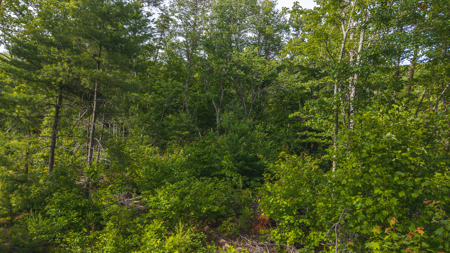 Offering #3 - Wooded Tract for Sale in Woolwine VA - image 14