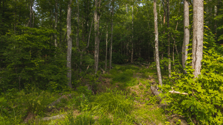 Offering #3 - Wooded Tract for Sale in Woolwine VA - image 3