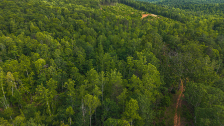 Offering #3 - Wooded Tract for Sale in Woolwine VA - image 20