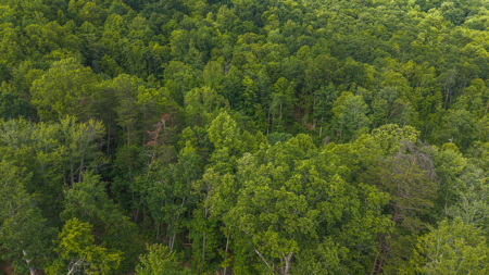 Offering #3 - Wooded Tract for Sale in Woolwine VA - image 17