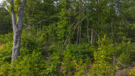 Offering #3 - Wooded Tract for Sale in Woolwine VA - image 16