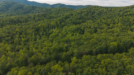 Offering #3 - Wooded Tract for Sale in Woolwine VA - image 22